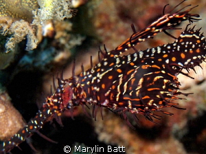Ghost Pipefish in one of its many colors. by Marylin Batt 